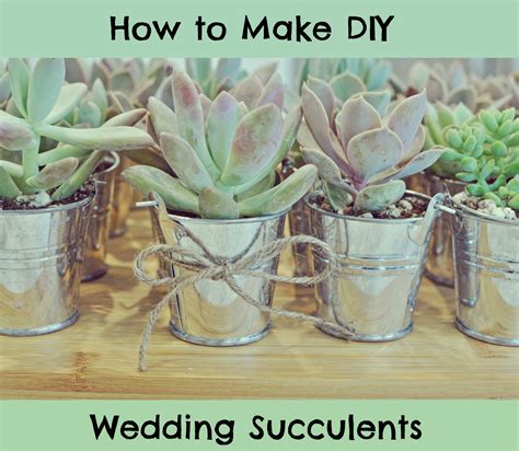 Diy Succulent Wedding Favors More Than A Fashion Blog