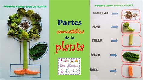 Partes Comestible De La Planta Para Niños De Preescolar Youtube
