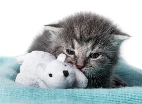 Cute Newborn Kitten Stock Image Image Of Kitty Milk 40021923