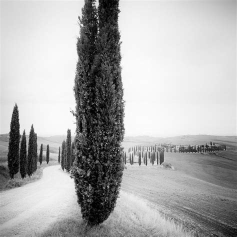 Gerald Berghammer Cypress Trees Tree Avenue Tuscany Art Black And