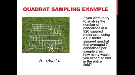 I basically copied, pasted, and changed my variables to fit the next country's population density. Quadrat sampling and population dispersion - YouTube