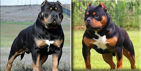 Then there is the potential of the pitbull mixed with rottweiler as a working dog. Rottweiler Mix With Pitbull "Pitweiler" - Junk Feeds