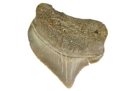 92 Fossil Crow Shark Squalicorax Tooth Texas 164680 For Sale