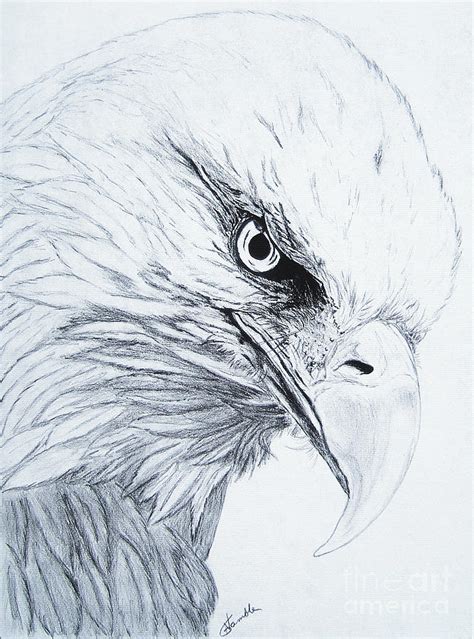 Maybe you would like to learn more about one of these? Bald Eagle Drawing by Nancy Rucker