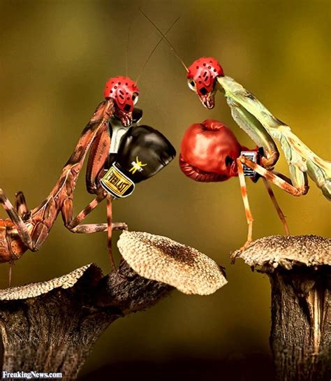 Insect Fighting Pictures Of Insects Praying Mantis Beetle Insect