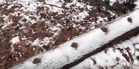 Video Investigation Ohio Bigfoot Sighting