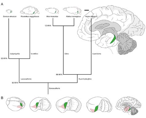 Position Of Medial And Lateral Entorhinal Cortices And Scaling Of The