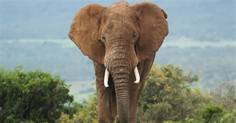 ≫ ¿cuál Es El Elefante Más Grande Del Mundo