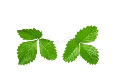 Strawberry Leaf Isolate Strawberry Leaves On White Background