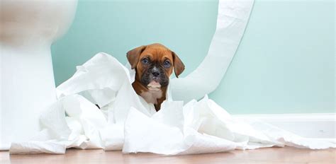 Diarrhea In Puppies Causes And Treatment