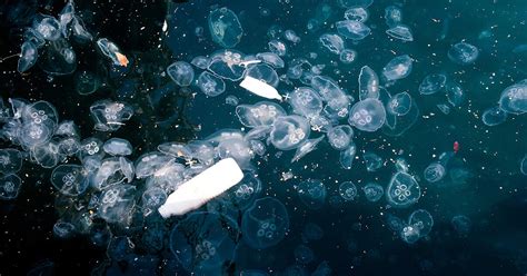 Unsere Ozeane Versinken In Plastikmüll