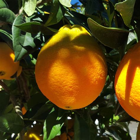 Oranger Valencia Late Bio Citrus Sinensis Lorangerie