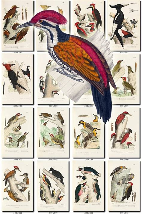 Woodpeckers 2 Birds Collection Of 123 Vintage Illustrations Etsy