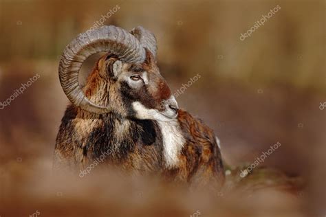 Mouflon With Big Horns — Stock Photo © Ondrejprosicky 108709792