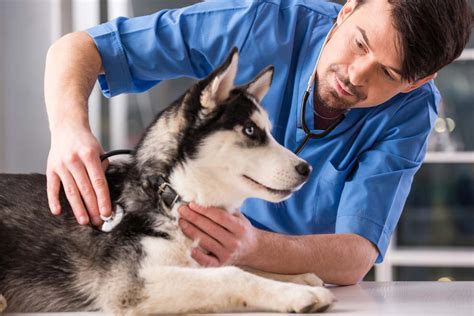 How To Get The Most Out Of Your Sick Dogs Vet Visit