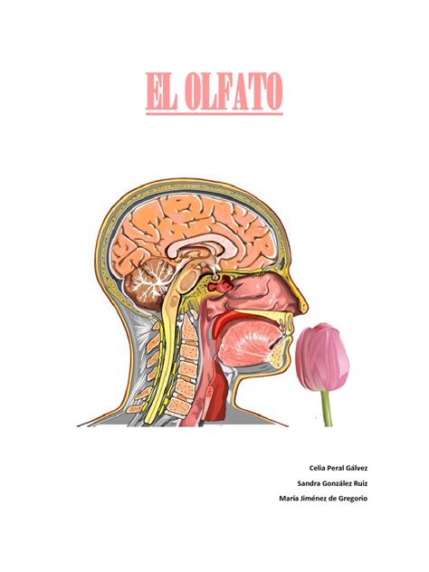 El Olfato Pdf Olfato Rinología