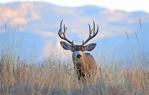 Here&rsquo;s what Utah hunters need to know ahead of the rifle hunt | ABC4 Utah