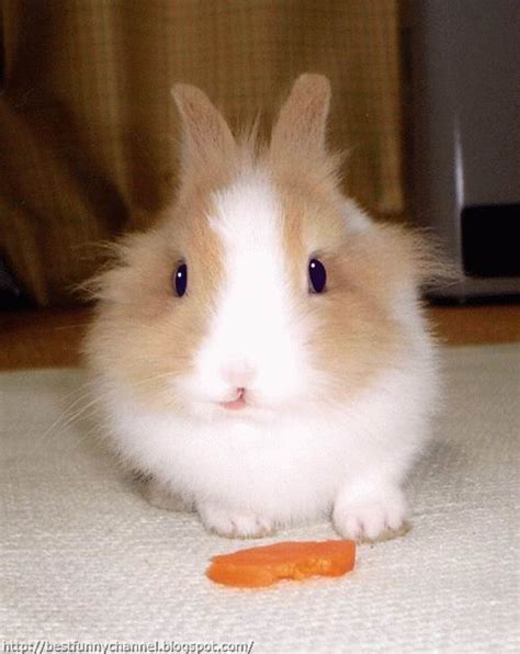 Cute And Funny Pictures Of Animals 64 Bunnies 8