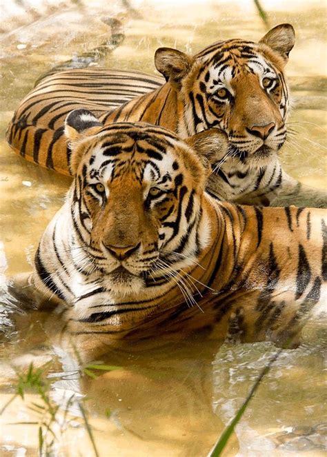Beautiful Tigers🐯 Large Cats Large Animals Animals And Pets Cute