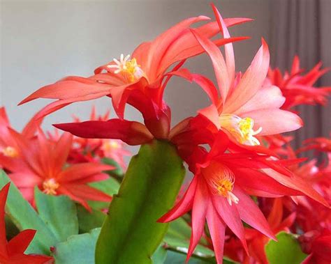 Thanks to the christmas cacti's blooming time, you can add beautiful holiday colors to your home. GardensOnline: Rhipsalidopsis gaertneri syn. Hatiora ...