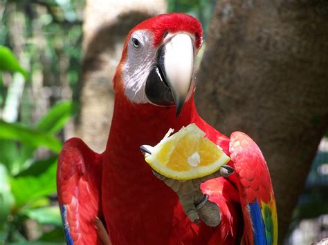 What Do Macaws Eat In The Tropical Rainforest Whatdosj