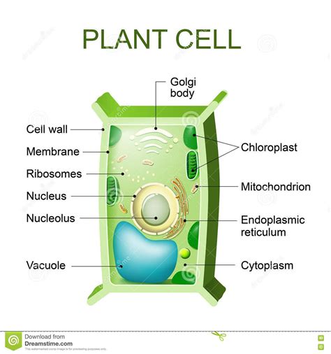 Illustration About Plant Cell Anatomy Cross Section Of A Plant Cel