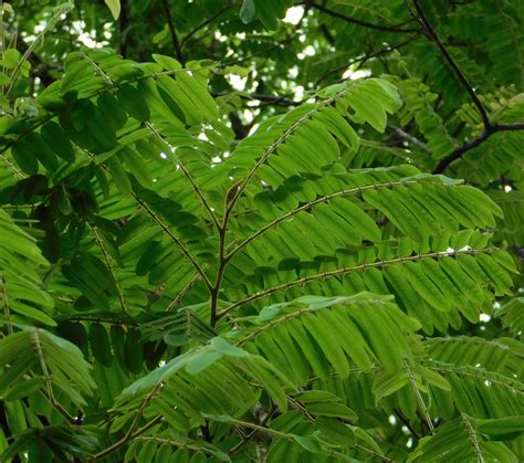 Cassia Grandis Arboretum