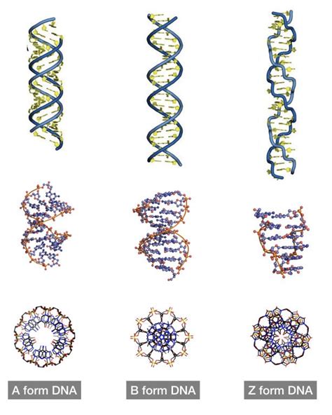 Dna Story The Structure And Function Of Dna