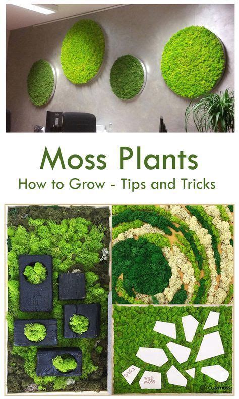 How To Grow Moss Indoors