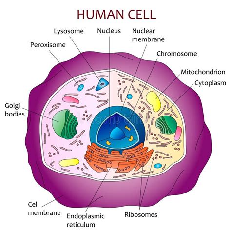 Human Cell Diagram Stock Vector Image Of Scientific 69314812