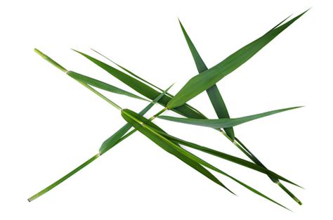 Green Reed Leaves Stock Photo Download Image Now Directly Above
