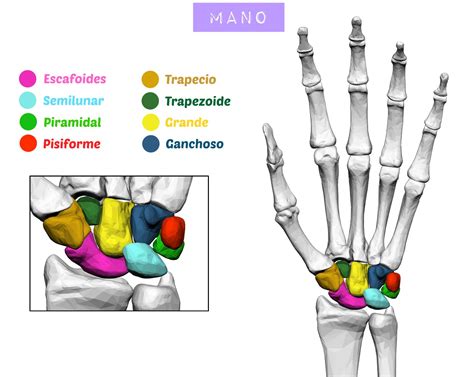 Huesos Del Carpo Hand Bone Anatomy Basic Anatomy And Physiology