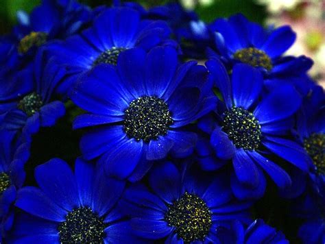 Blue flower pictures, picture of blue flowers. blue flowers-Cineraria | Cineria flowers found in Gaiser ...