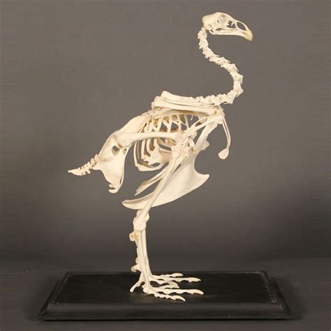 There are multiple ligaments that articulate with the bones of the back and work to prevent excessive movements and strengthen the joints. I liked this design on #Fab. Female Chicken Skeleton ...