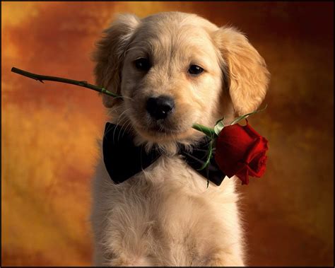 Puppy Hd Wallpaper Background Image X Photos