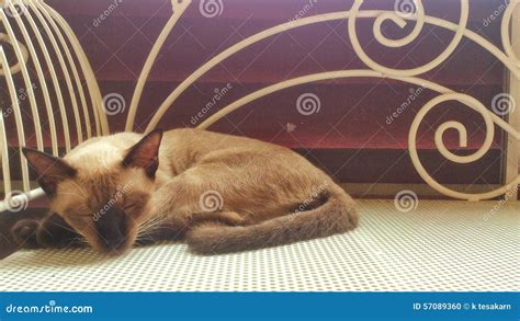 Sleeping Siamese Cat Stock Photo Image Of Sleeping Thaicat 57089360