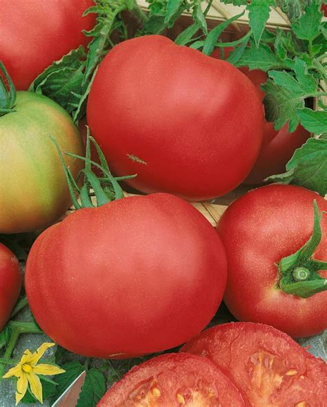 Mariannas Peace Tomato Seeds — Seeds N Such