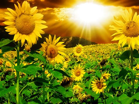 Apakah anda mencari bunga matahari template video? Wallpaper Bunga Matahari Hd - WallpaperShit