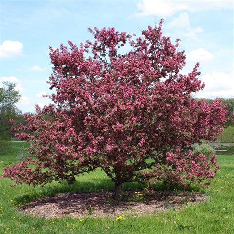 How To Choose The Right Crabapple Tree Landscape Architecture Llc