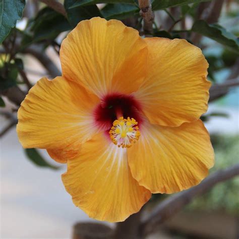 Yellow Hibiscus By Mehpare Firat Yellow Hibiscus Hibiscus Flower Beauty