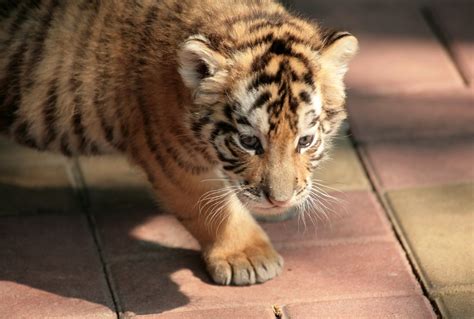 Teddy and su 's dads and mums. Baby Tiger | Tommy Wong | Flickr