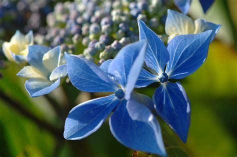 Fleurs Bleues Printemps Agencement De Jardin Aux Meilleurs Prix