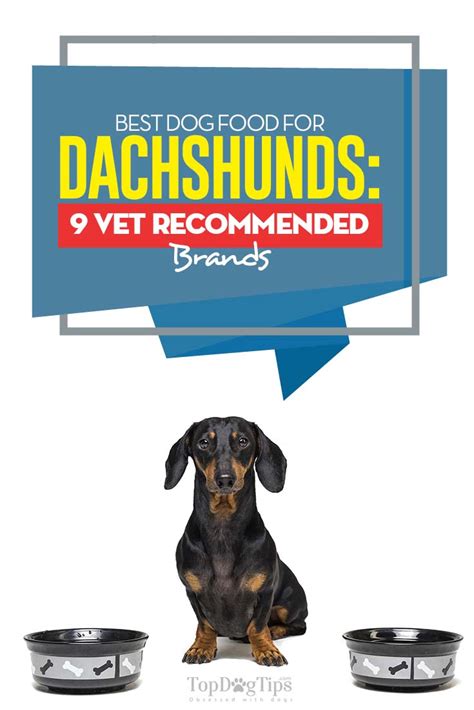 Dachshunds — we love the cute little monsters! Best Dog Food for Dachshunds: 9 Vet Recommended Brands