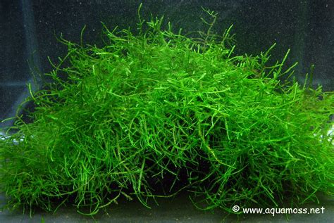 This is an amphibian plant and can be found on the banks of the streams flowing through the mountains or in the. Is Java Moss A Death Trap? Not Java Fern, Sorry | Tropical ...