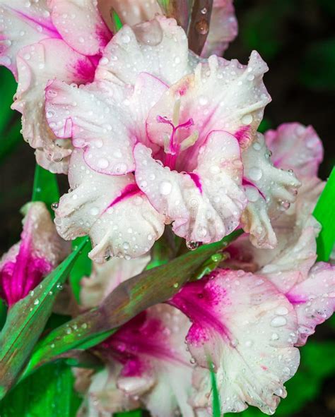 Pink Flowers Gladiolus Stock Image Image Of Garden Slim 75174357