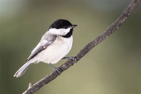 Birds In South Carolina 25 Of The Most Stunning Species