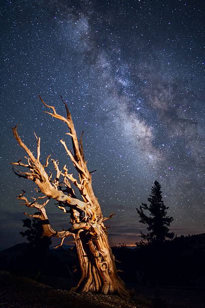 Bristlecone Pine And Milky Way Stock Photos Pictures And Royalty Free