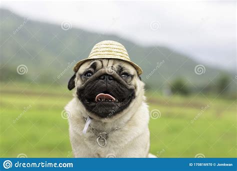 Happy Dog Pug Breed Wearing Farmer Hat Smile Stock Photo