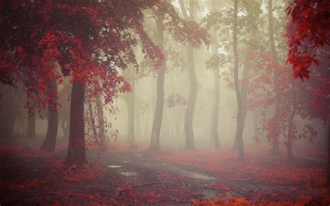 Mist Fall Morning Nature Leaves Red Path Trees
