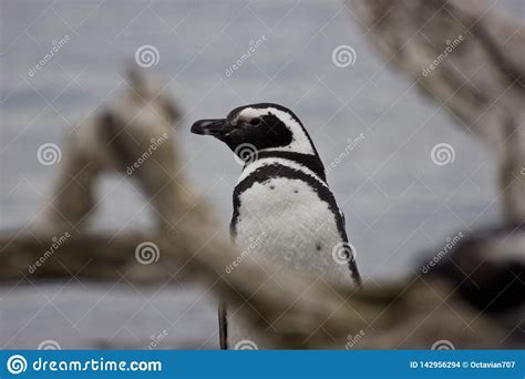 Penguin Watching Sideway Through Branches Stock Photo Image Of